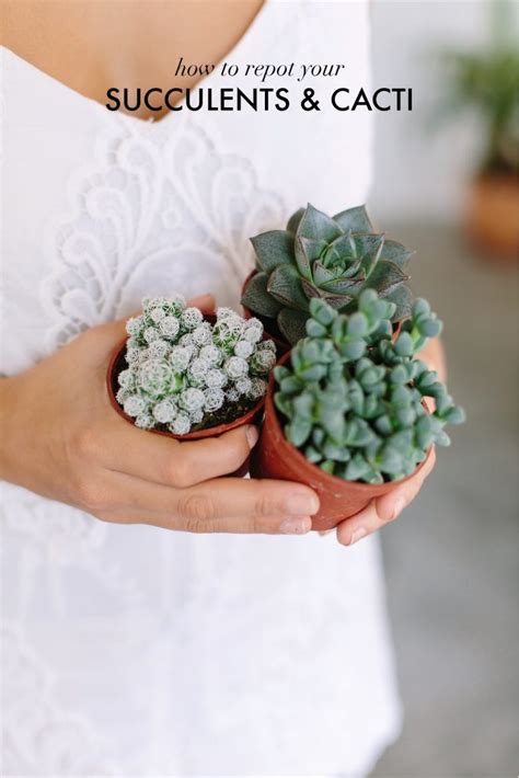 When it's time to water, do so until the soil is. How To Repot Succulents And Cacti | A Pair & A Spare