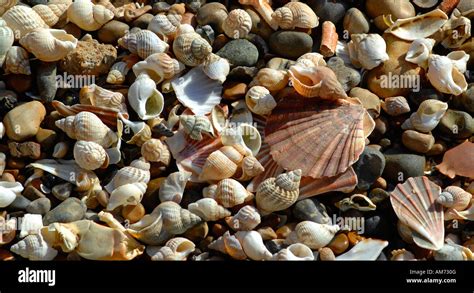 Shells On A Beach In Kent England Stock Photo Alamy