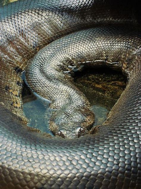Cuanto Mide Una Anaconda Gigante