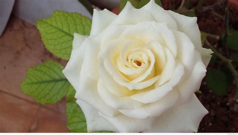 Beautiful White Rose Desi Comments
