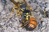 Photos of Wasp Vs Bee