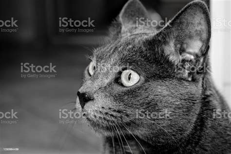 Russian Blue Cat Beautiful Portrait Black And White Background Stock