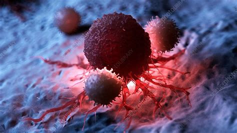 Illustration Of White Blood Cells Attacking A Cancer Cell Stock Image