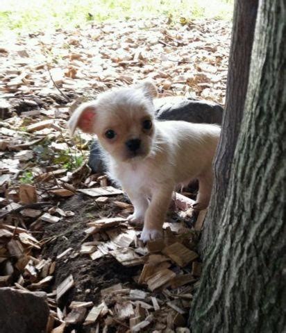 We did not find results for: Chihuahua Shih Tzu mix puppies - low shedding - READY TO ...