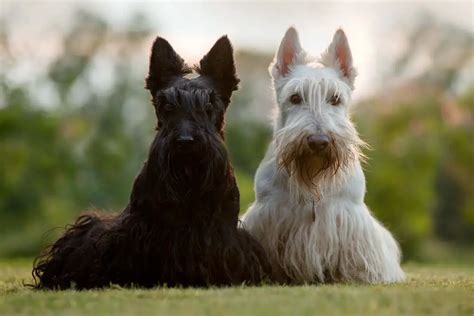 Westie Vs Scottie Whats The Difference Pics Facts Etc