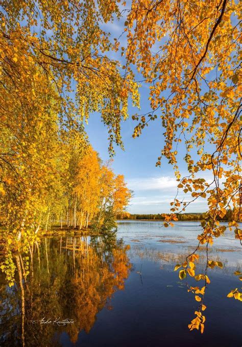 Autumn Beech Trees Finland By Asko Kuittinen 🍂🇫🇮 Autumn