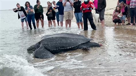 Rescued Leatherback Sea Turtle Returns To Ocean At Herring Cove Beach