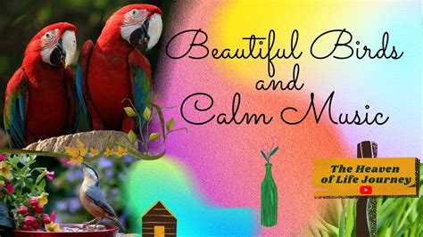 Beautiful Birds And Calm Music For Meditation Music Therapy 11 Relaxingmusic Birdwatching