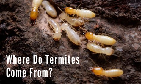 We did not find results for: Where Do Termites Come From?