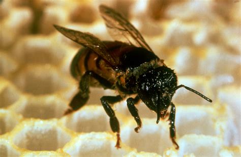 Killer Bees Likely Involved In Recent Southern California Swarm Attacks 89 3 Kpcc
