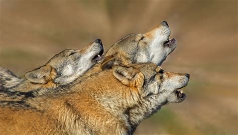 Three Wolves Howling