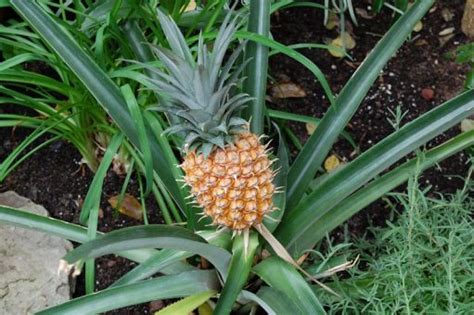 Five Simple Tips To Growing Pineapple Tops Into Beautiful