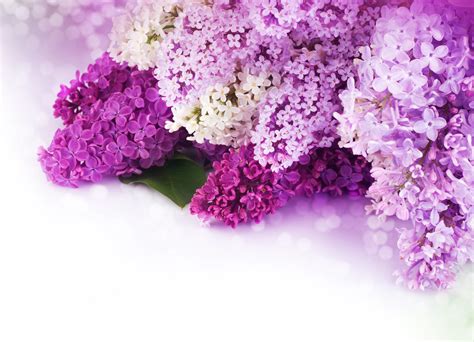 1220501 Hd Lilac Sunset Rare Gallery Hd Wallpapers