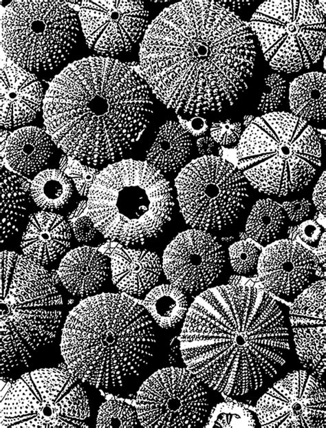 Sea Urchins Sea Life Art Sea Urchins Art Coral Art