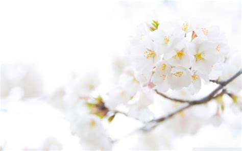 White Floral Desktop Wallpapers Top Free White Floral Desktop