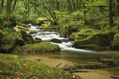Beautiful Forest Stream Landscape Flowing Through Woodland With 25