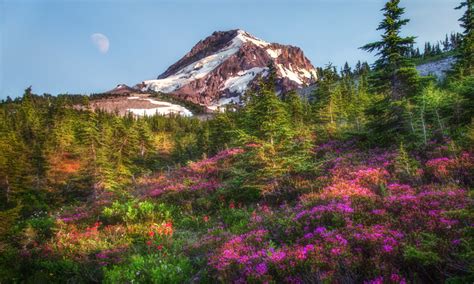 Oregon Wildflower Photography Season By Photographer Gary Randall