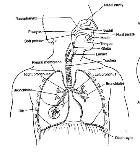 When it enters through out nose, it you'll also find procedures on the sinuses in this part of the respiratory subsection. Respiratory System Diagram to Label Elegant the ...