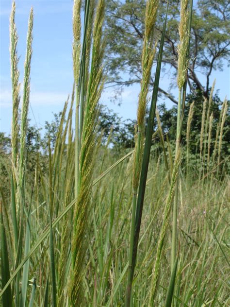 West African Plants A Photo Guide Panicum Phragmitoides Stapf