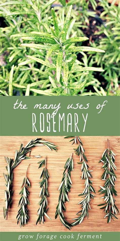 Rosemary Is A Plant That Everyone Should Have In Their Garden Because