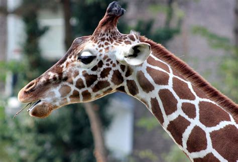 Giraffe Im Kölner Zoo Foto And Bild Natur Zoo Tiere Bilder Auf