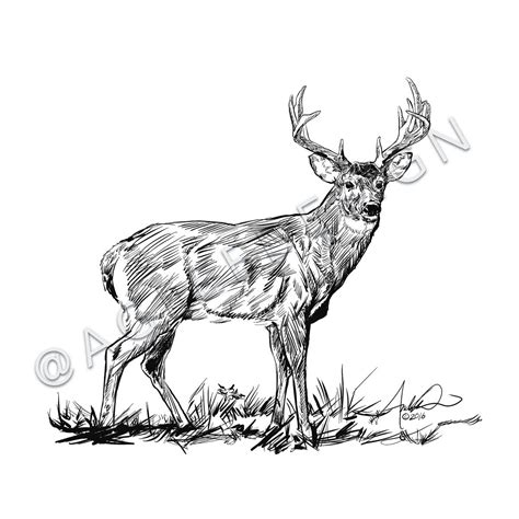 Https://techalive.net/draw/how To Draw A 6x6 Whitetail