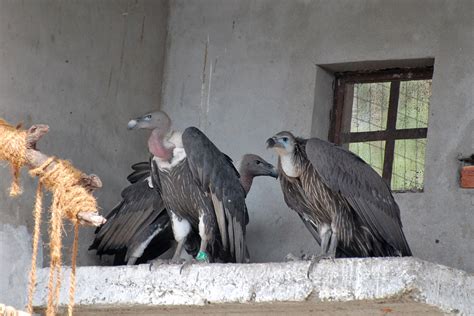 Asian Vulture Crisis Its Not Over Yet Conservation India