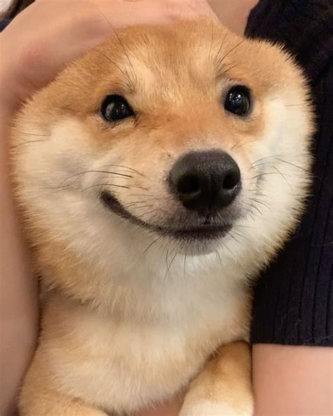 Shiba Inu Doggo Goes Viral For Always Smiling Especially After Seeing