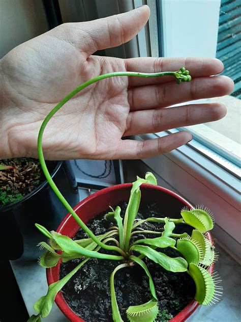 Newbie Here My Venus Trap Is Growing Really Well And Already Got Some