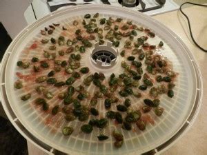 Cats like to chase and catch bugs and sometimes they will eat the bug. Eating Bugs - Free Food from Your Backyard