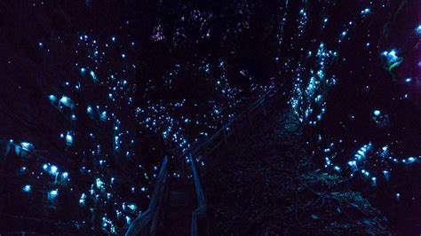 Glowworm Photography Best Tours In Waitomo Caveworld