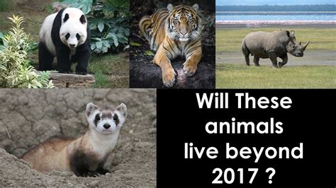 Animals That May Go Extinct In 2017 Youtube