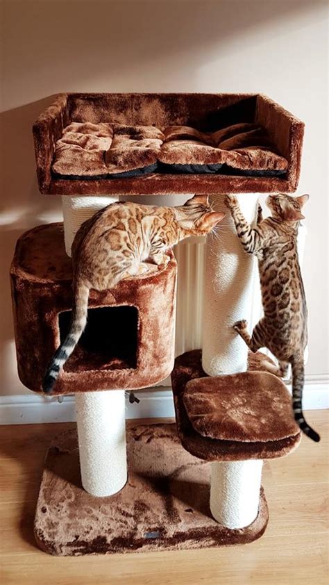 Devon Rex Cat Tree Brown Lowest Prices Guaranteed Free Delivery