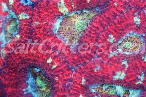 Red Coral With Green And Yellow Algaes On It S Surface Close Up