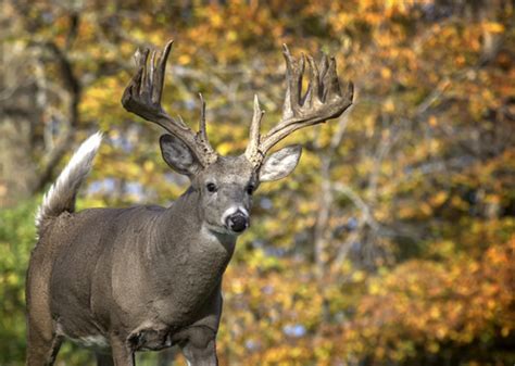 Whitetail Deer Behavior During Rut Whitetail And Exotic Hunting Ranch