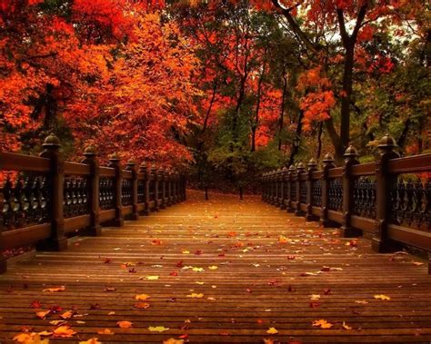 Autumn Park Bridge Wallpaper Free Autumn Downloads