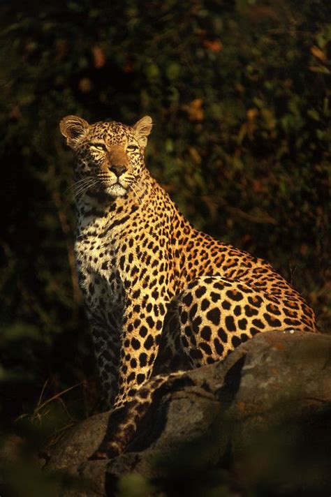 Via 500px Leopard Pose By Rudi Hulshof Beautiful Cats Animals