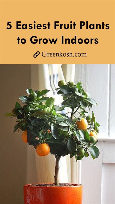 5 Easiest Fruit Plants To Grow Indoor Indoor Fruit Plants Hanging
