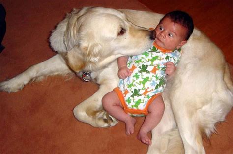 Latest Funny Pictures Funny Dogs And Babies