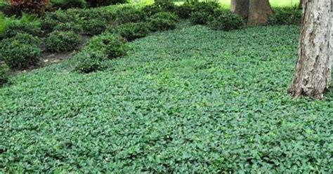 Gallery For Types Of Ground Cover Shade Plants And Ground Cover