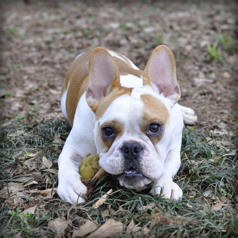 Best Frenchie Mixed With English Bulldog Don T Miss Out Bulldogs