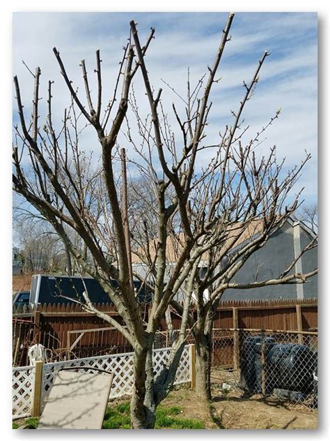 Many fruit trees are deciduous, losing their leaves in late autumn and starting new growth in spring. pruning plum trees
