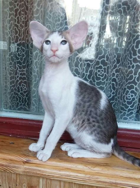What Big Ears You Have My Lovely Oriental Shorthair Cats Pretty