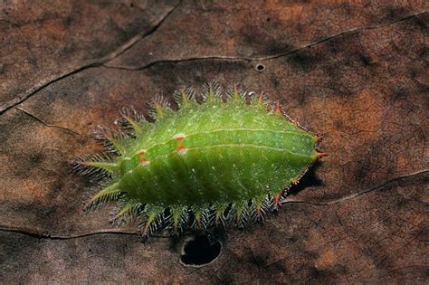 Stinging Caterpillars Of The United States The Ark In Space