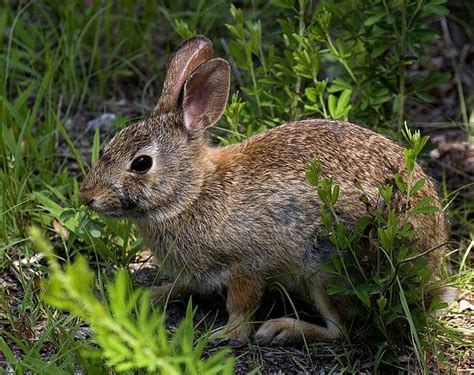 Eastern Cottontail Rabbit Dmam0006 By Gerry Gantt Rabbit Animals