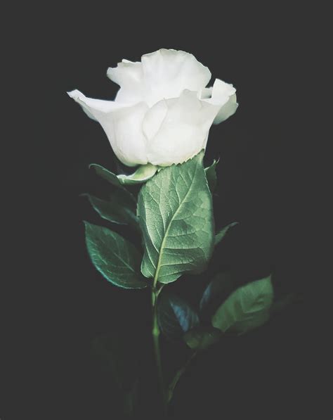 Incredible Compilation Over 999 Black And White Rose Images Of