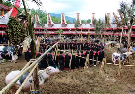 Rambu Solo Dan Ritual Kematian Toraja Wego Indonesia Travel Blog