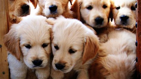 Lots of fresh air and golden doggy love! Watch These Golden Retriever Puppies Grow Up! - Joy of Animals