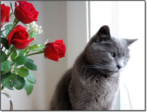 Cat With Roses A Photo On Flickriver