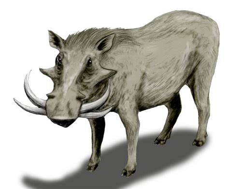Metridiochoerus Sp Giant Warthog — The Extinctions
